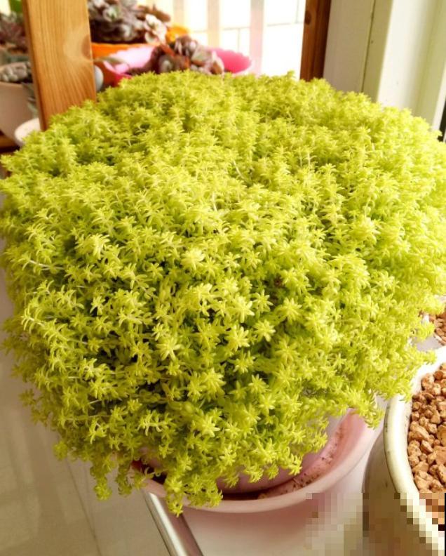 封闭小阳台，适合养这8种多肉，上色快、爆盆容易！