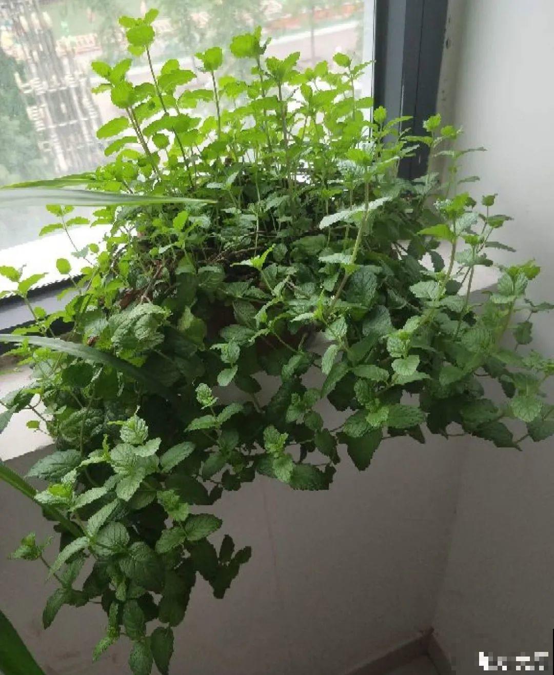 龟背竹是“吸废气”高手，家里放一盆，门窗紧闭也能空气清新！