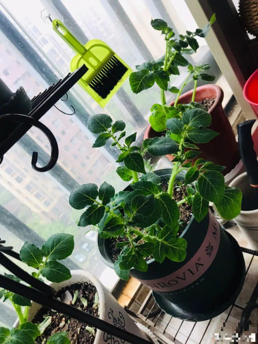 玉米地瓜，放久了自动变成盆栽，太好活了吧？