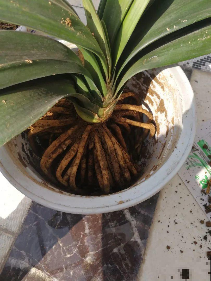 养花不一定要用大花盆，8种花要换小盆，挤着养才能长好