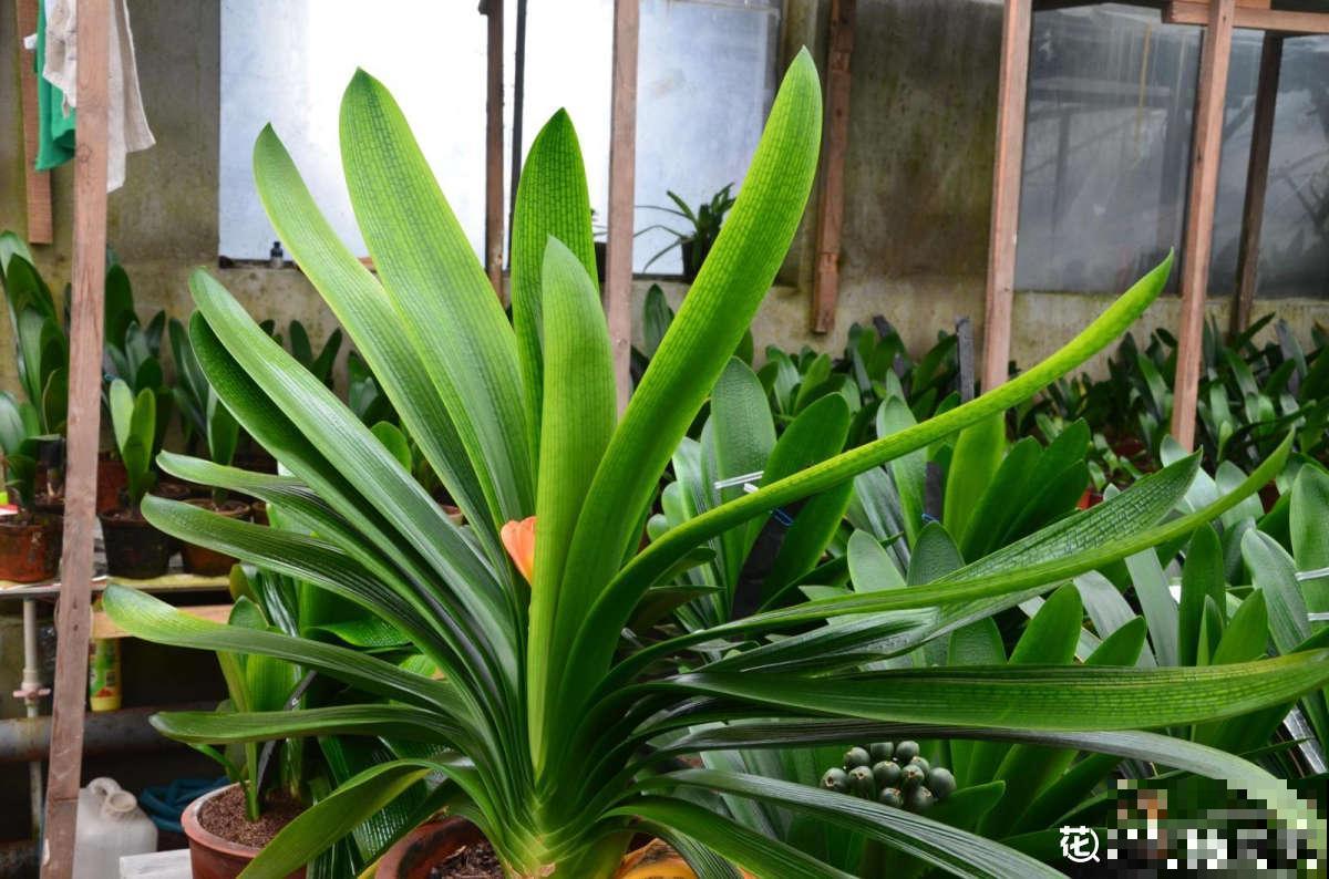 有些花名字叫兰，其实跟兰花没一毛钱关系，别搞错了！