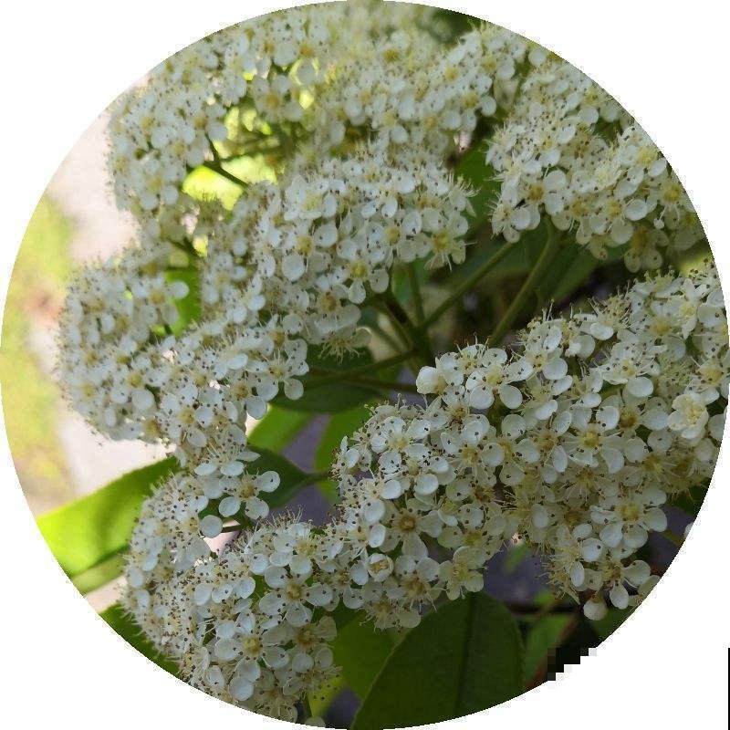 4种香臭香臭的花,长得怪好看,臭到让人捂鼻子! 4种香臭香臭的花,长得怪好看,臭到让人捂鼻子!