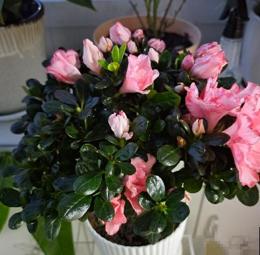 “双刃剑”硫酸亚铁，别乱用，用对方法很重要！