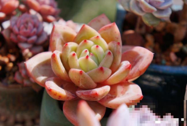 多肉养胖攻略,3步变成肉墩子,一个月就有效! 多肉养胖攻略,3步变成肉墩子,一个月就有效!