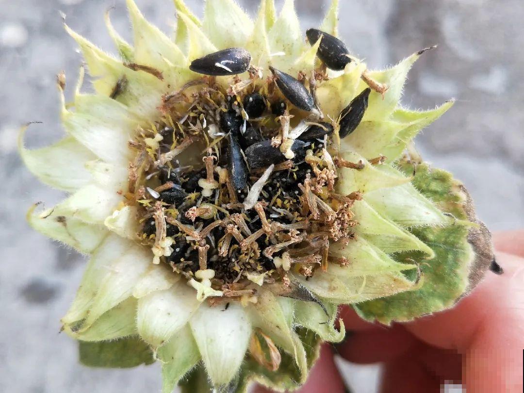 一次性的花，秋天开完就扔了，别浪费时间！