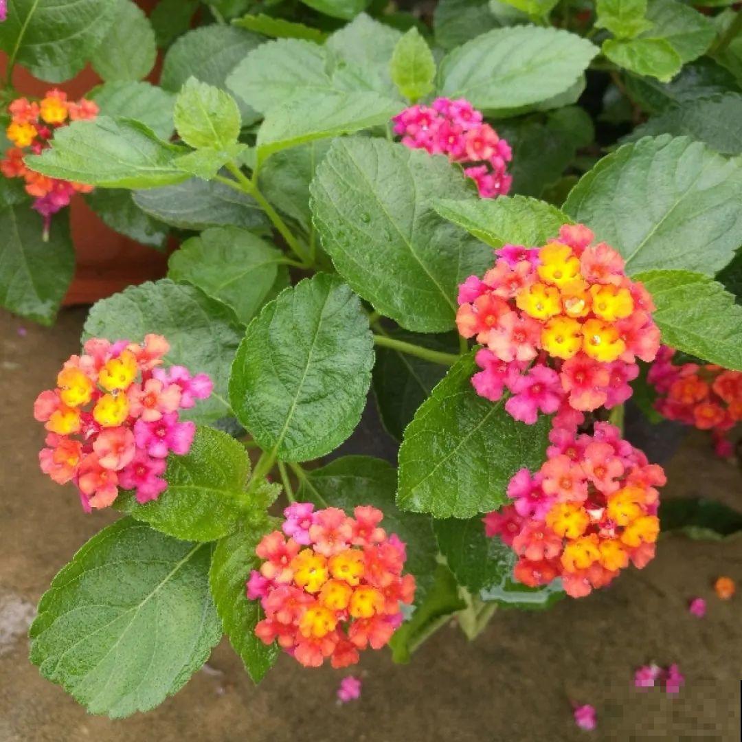 看图猜花名，100道题，测你的养花天分！