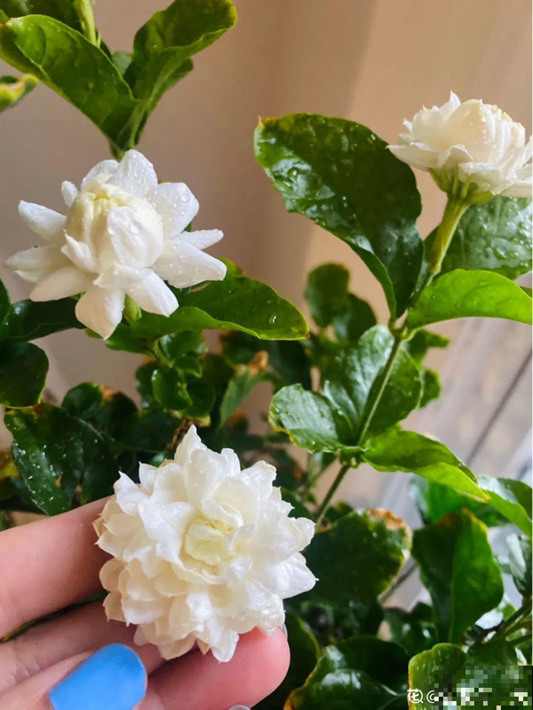 20种花秋天浇水避坑指南,现在就注意,来年长更好! 20种花秋天浇水避坑指南,现在就注意,来年长更好!