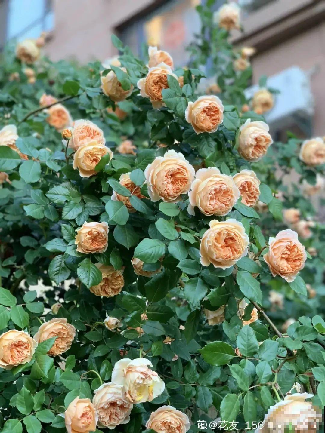 养月季会上瘾，尤其是这9种，秋天长出大花苞