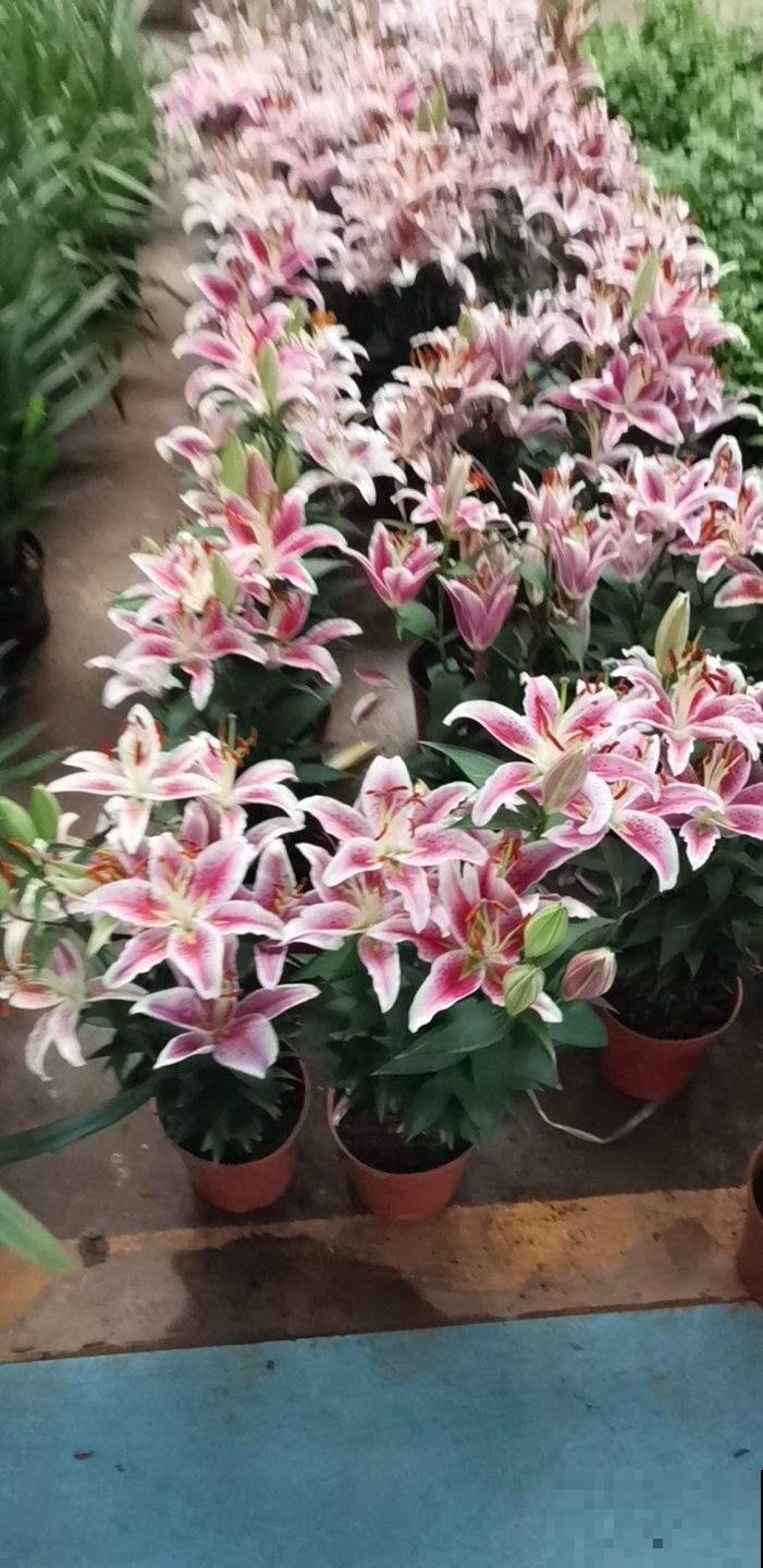 秋季养花大合集，30种花，你想要的我全有！