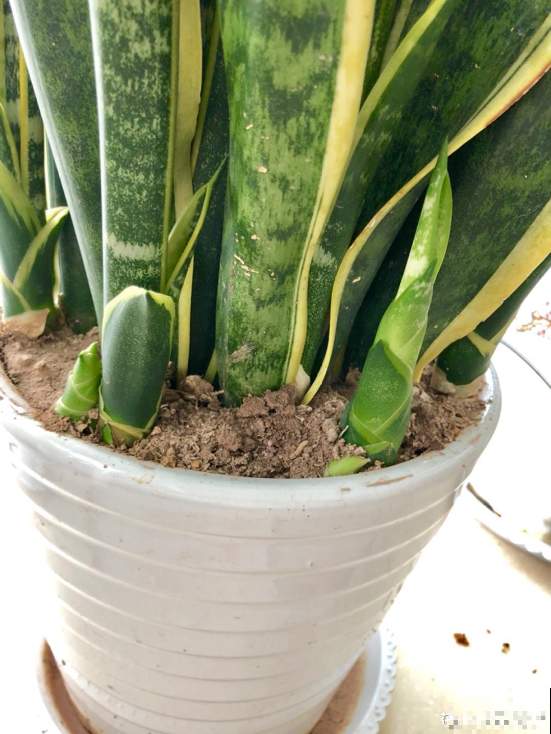 花盆越大越好看？错了，小盆种花美到窒息！