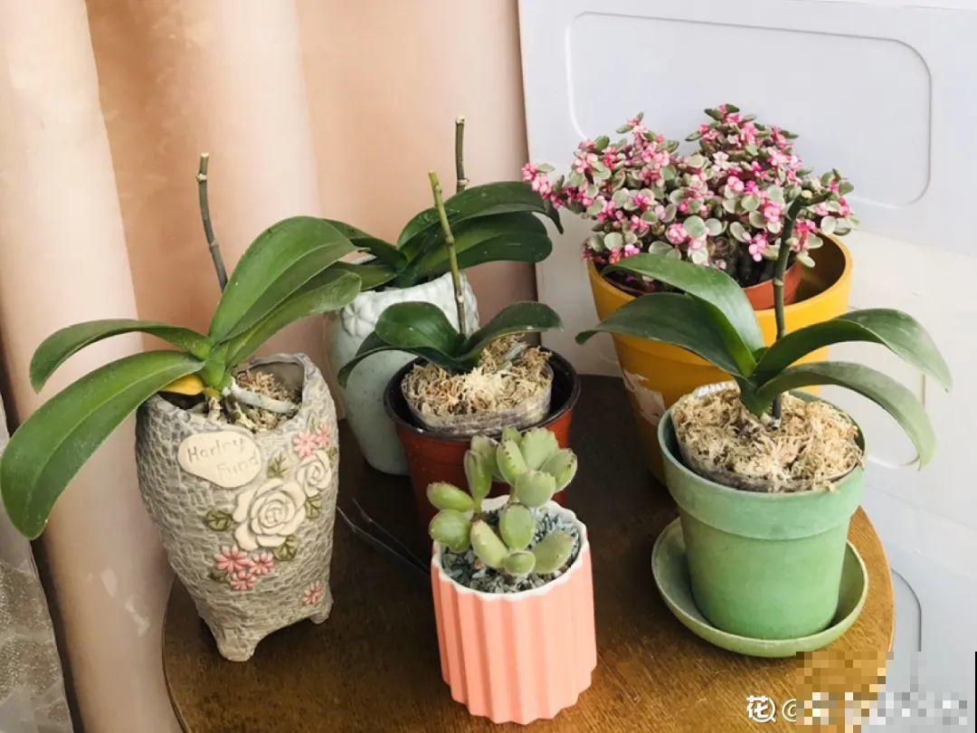 这花千万别换盆，小心一换就死！
