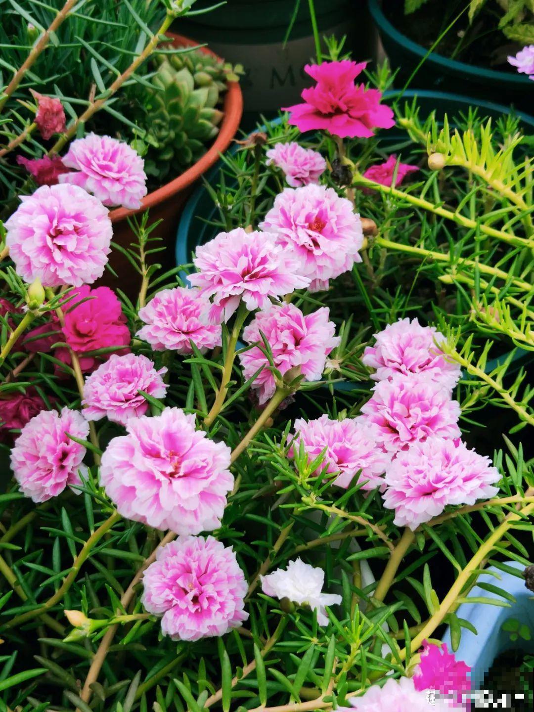 她在屋檐上养花，每天爬上爬下，乐在其中！