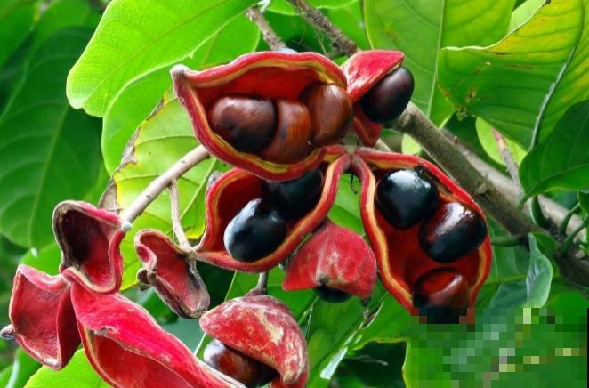 9种罕见又美妙的植物,你要认识一种,我都承认你厉害! 9种罕见又美妙的植物,你要认识一种,我都承认你厉害!