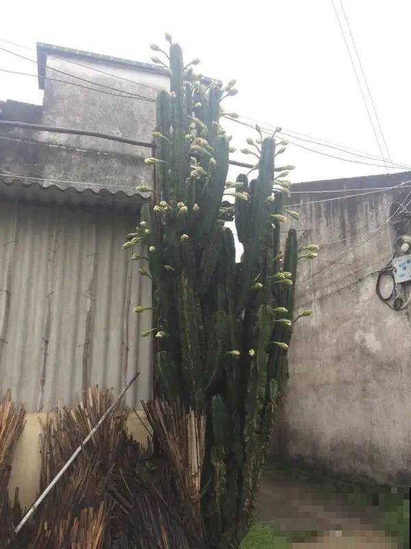 30层楼高开满三角梅,变成空中花园,太美了! 30层楼高开满三角梅,变成空中花园,太美了!