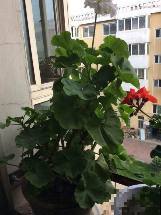 秋天养花就得折腾,修剪换盆施肥,一个工作都不能少! 秋天养花就得折腾,修剪换盆施肥,一个工作都不能少!