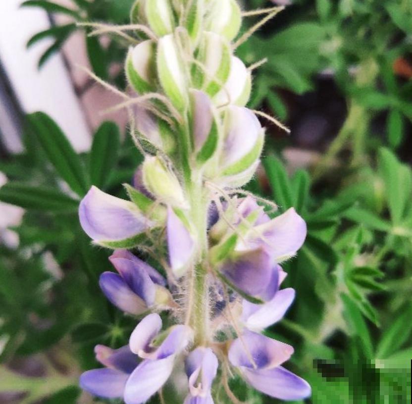 童年回忆羽扇豆,别说不认识,养盆送给妈! 童年回忆羽扇豆,别说不认识,养盆送给妈!