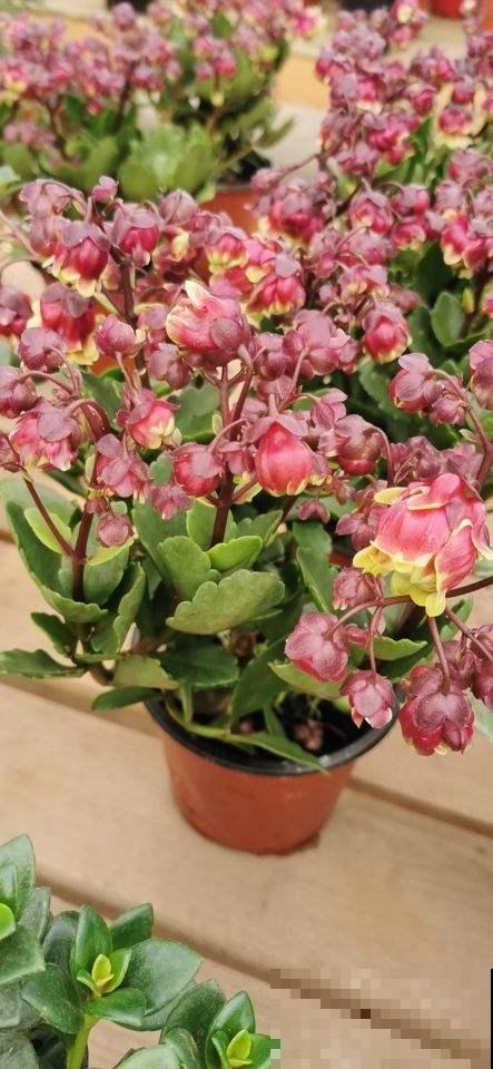 秋冬新宠“小铃铛”，原来叫宫灯长寿，跟不死鸟是亲戚