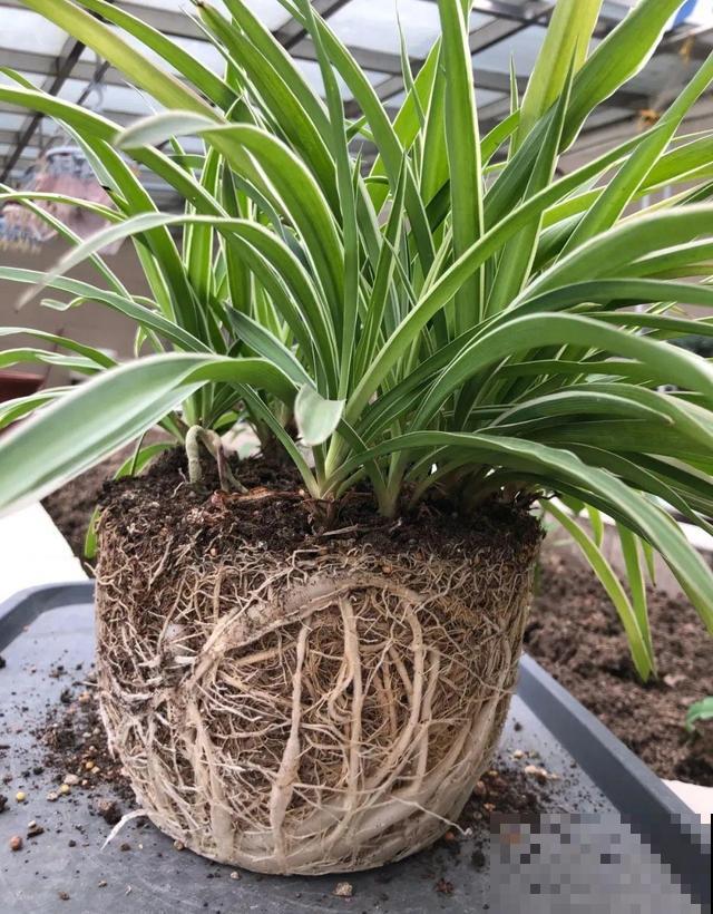 养根的3个小方法,照着一步步做,根能撑爆盆! 养根的3个小方法,照着一步步做,根能撑爆盆!