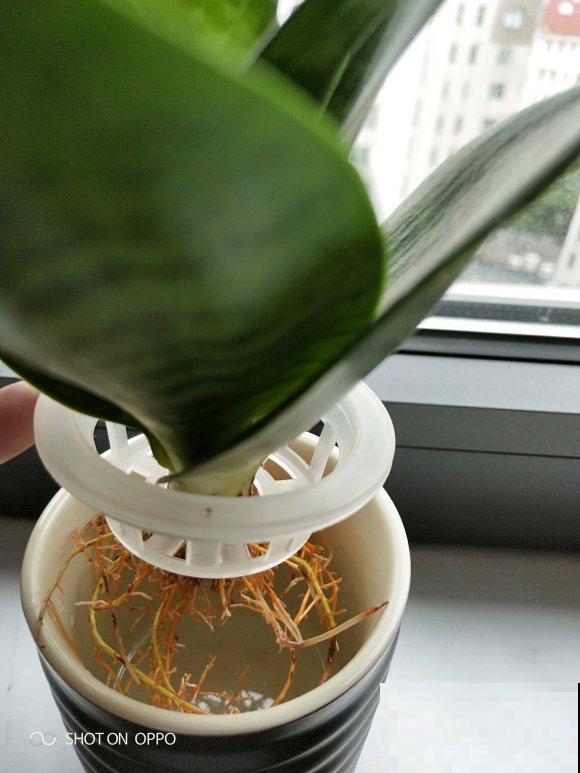 家里的花,用这东西裹住,捂一捂,可以快速生根! 家里的花,用这东西裹住,捂一捂,可以快速生根!