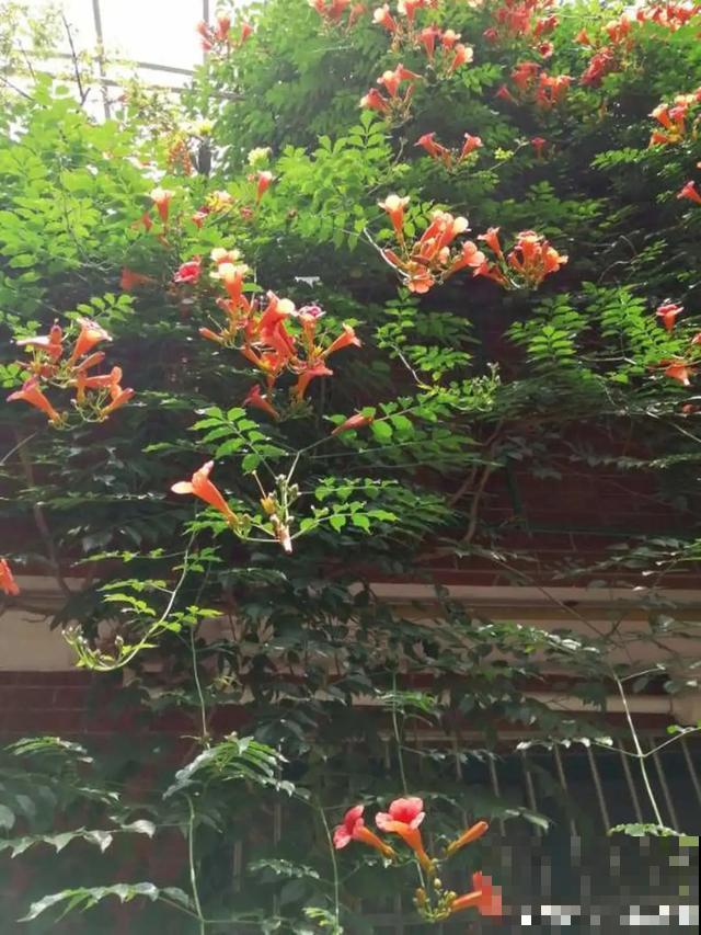 4种花就是吸血鬼，不能被缠上，否则死翘翘