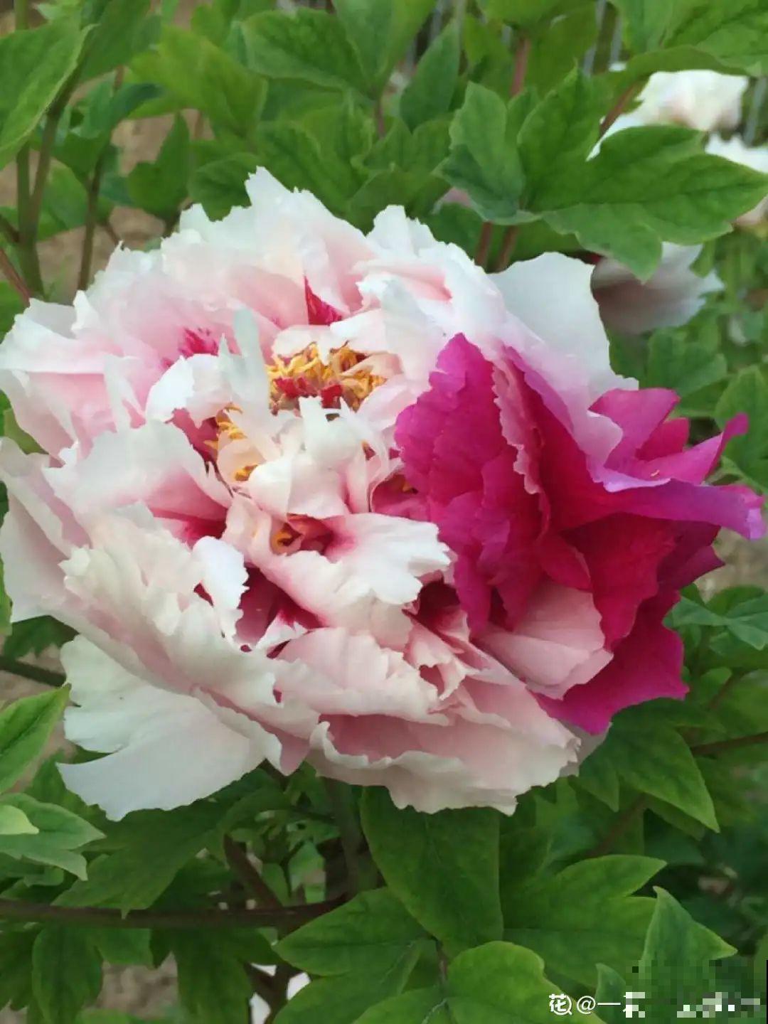 10种“好运花”，中国人最爱养，图个吉祥如意！