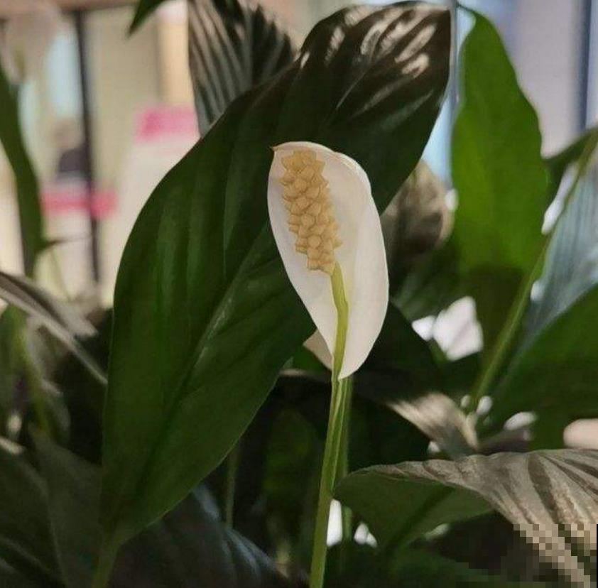 白鹤芋，净化能力特好，种在卧室轻松好梦！