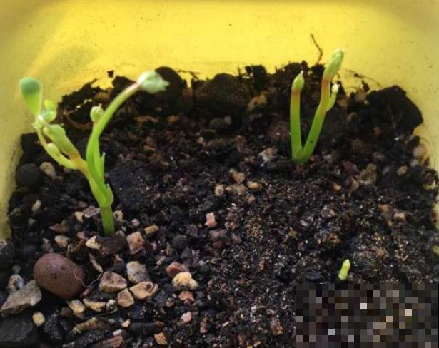 酢浆草太能生崽,一年生一堆,多得都想扔! 酢浆草太能生崽,一年生一堆,多得都想扔!