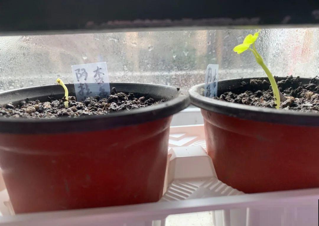 5种花，只能秋天播种，苗壮开花多！