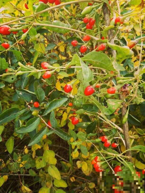 家里养盆果子树,结满“小灯笼”,好吃还养生 家里养盆果子树,结满“小灯笼”,好吃还养生