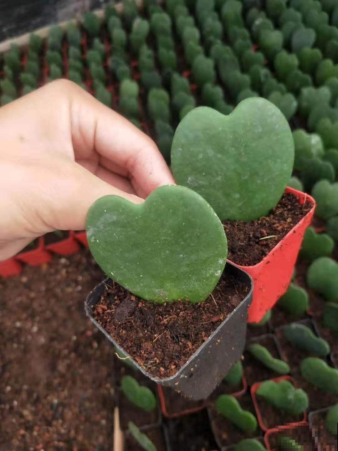 七夕快到了,植物也会秀恩爱?这波狗粮不能忍! 七夕快到了,植物也会秀恩爱?这波狗粮不能忍!