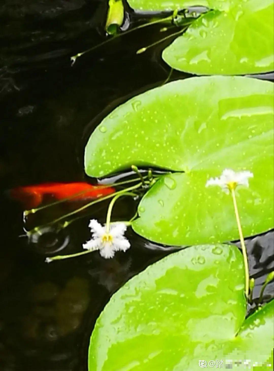 现在养风雨兰,大雨一淋,花开爆盆! 现在养风雨兰,大雨一淋,花开爆盆!