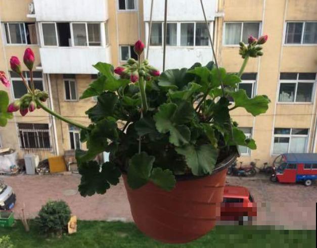 秋天养花就得折腾,修剪换盆施肥,一个工作都不能少! 秋天养花就得折腾,修剪换盆施肥,一个工作都不能少!