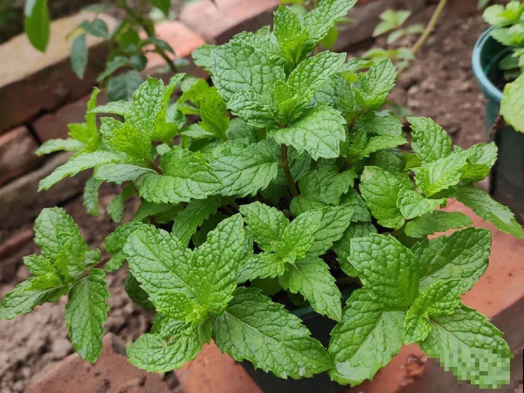 扦插这些花,只需摘几片叶子,生根太容易! 扦插这些花,只需摘几片叶子,生根太容易!