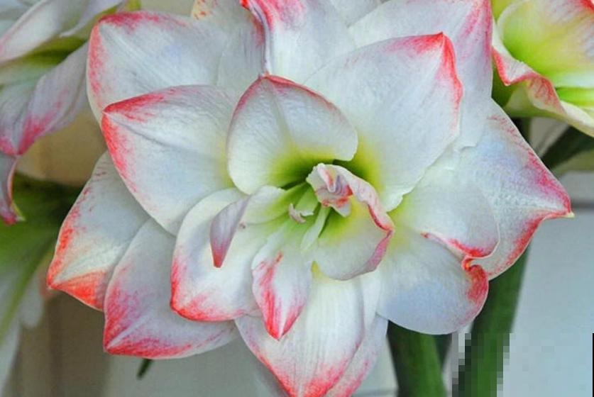 种朱顶红种球有讲究，6个错误常犯，看看你中了没！