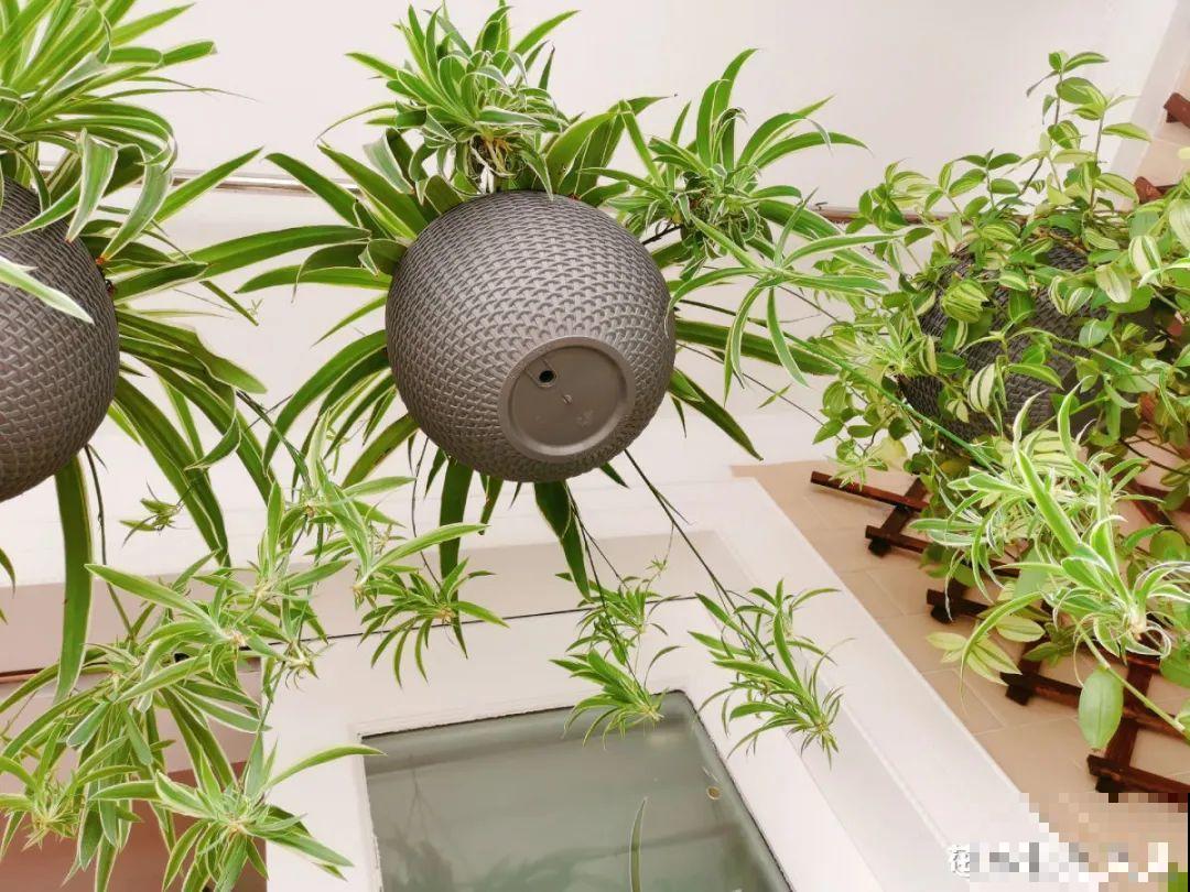 龟背竹是“吸废气”高手，家里放一盆，门窗紧闭也能空气清新！