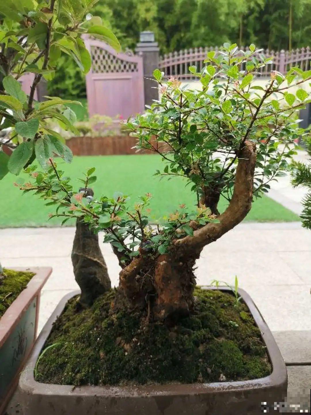 养花最重要的就是选花盆，花盆选错了，花都长不好