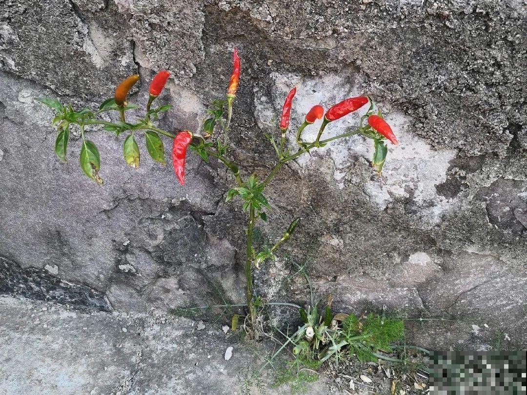 3个月后才回家，家里的花疯了，墙缝、房顶都爬满！