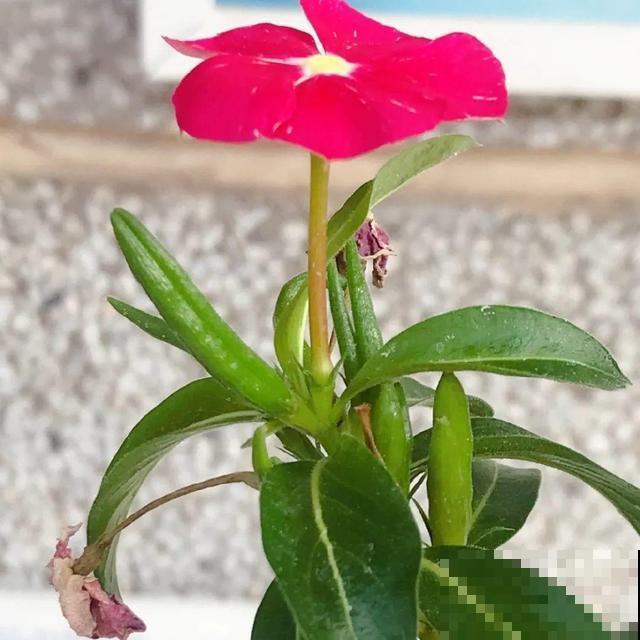 花开完别剪,再等15天,能收上千粒种子! 花开完别剪,再等15天,能收上千粒种子!