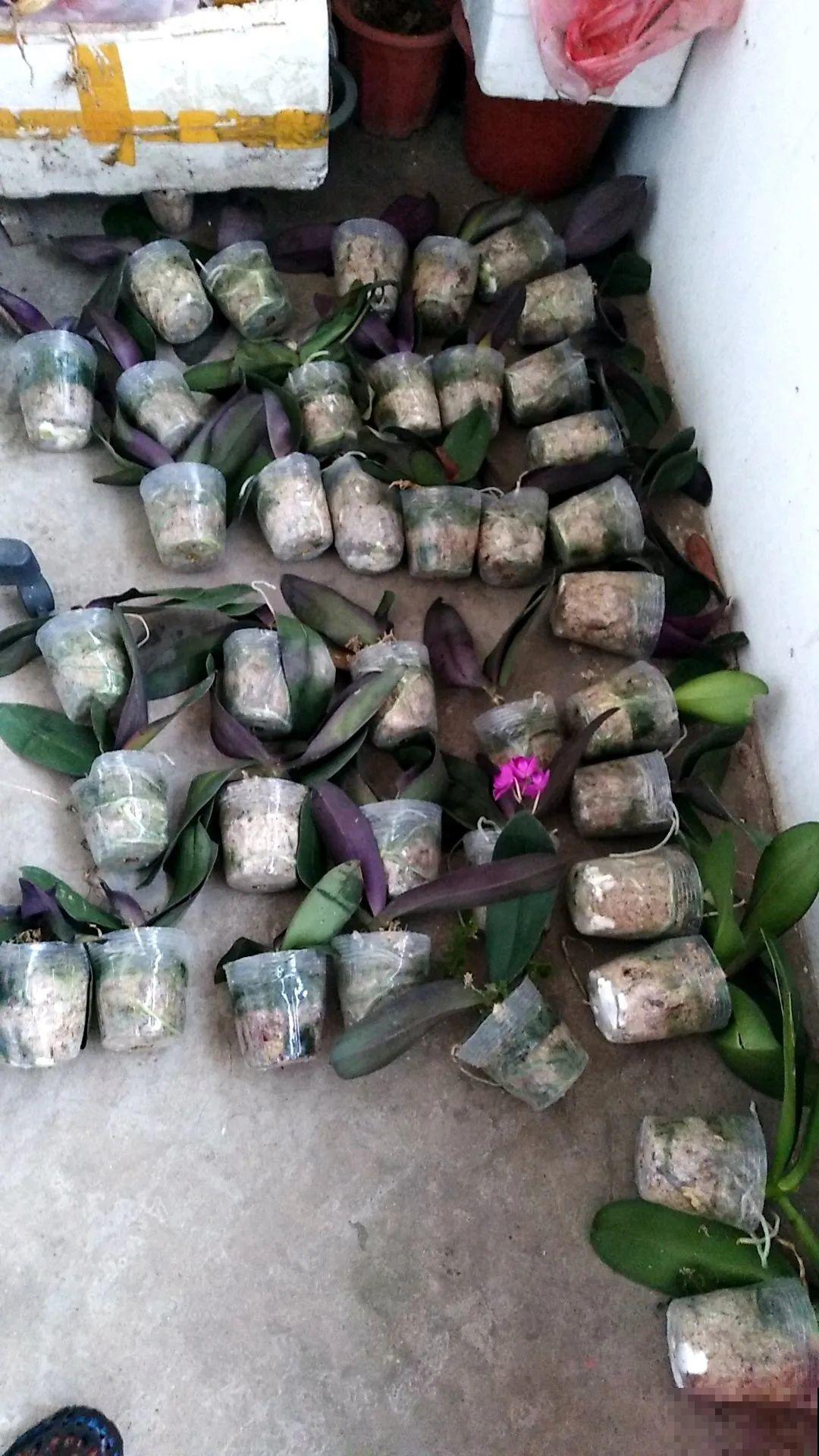 花堆成山,捡到手软,大麻袋都装不下了! 花堆成山,捡到手软,大麻袋都装不下了!