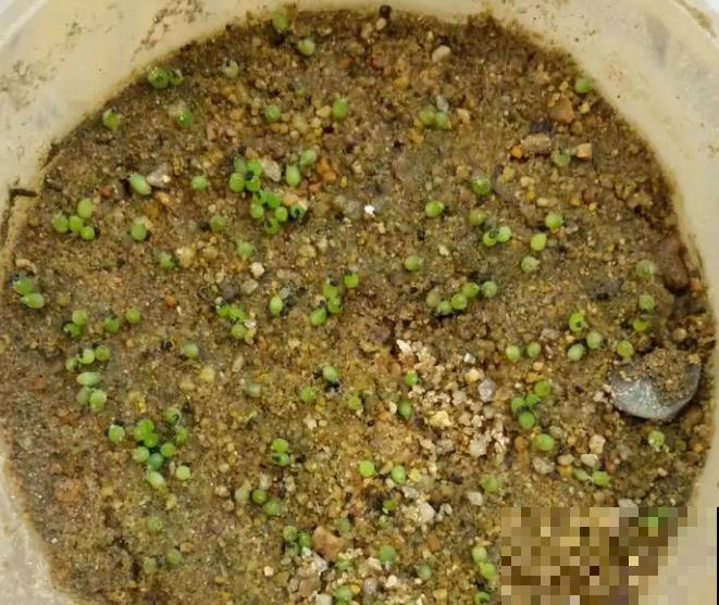 开花的仙人球,刷一下、结籽千千万,撒土里冒一盆苗! 开花的仙人球,刷一下、结籽千千万,撒土里冒一盆苗!