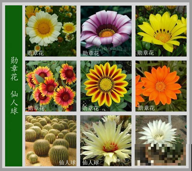 最齐全的《百花图谱》,珍藏起来,路边花都能叫上名! 最齐全的《百花图谱》,珍藏起来,路边花都能叫上名!