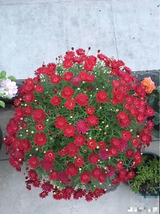 8种花要舍得掐,才能越长越旺盛 8种花要舍得掐,才能越长越旺盛