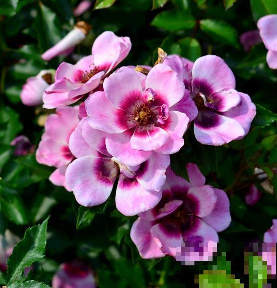 8款眼睛月季,花型独特,还有好闻的香味! 8款眼睛月季,花型独特,还有好闻的香味!