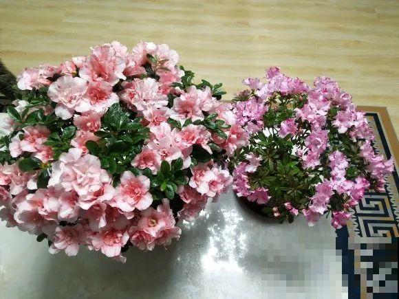 养花不一定要用大花盆，8种花要换小盆，挤着养才能长好