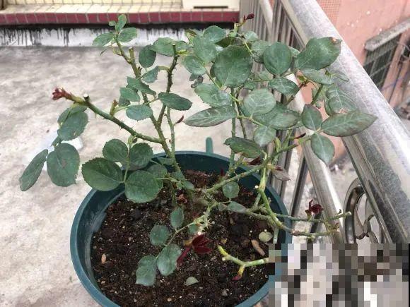 你扔的花,我捡回家,半个月起死回生! 你扔的花,我捡回家,半个月起死回生!