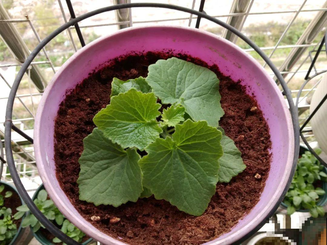 5种花，只能秋天播种，苗壮开花多！