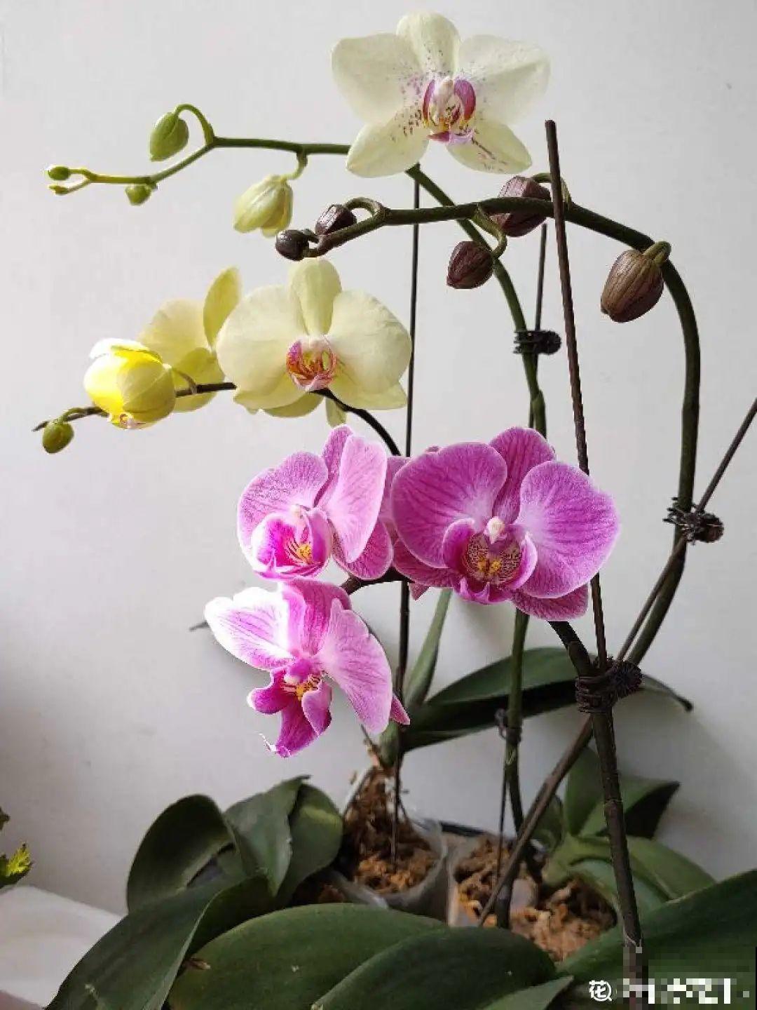 今年最火网红花，一次能开4个月，枝条挂满花蝴蝶！