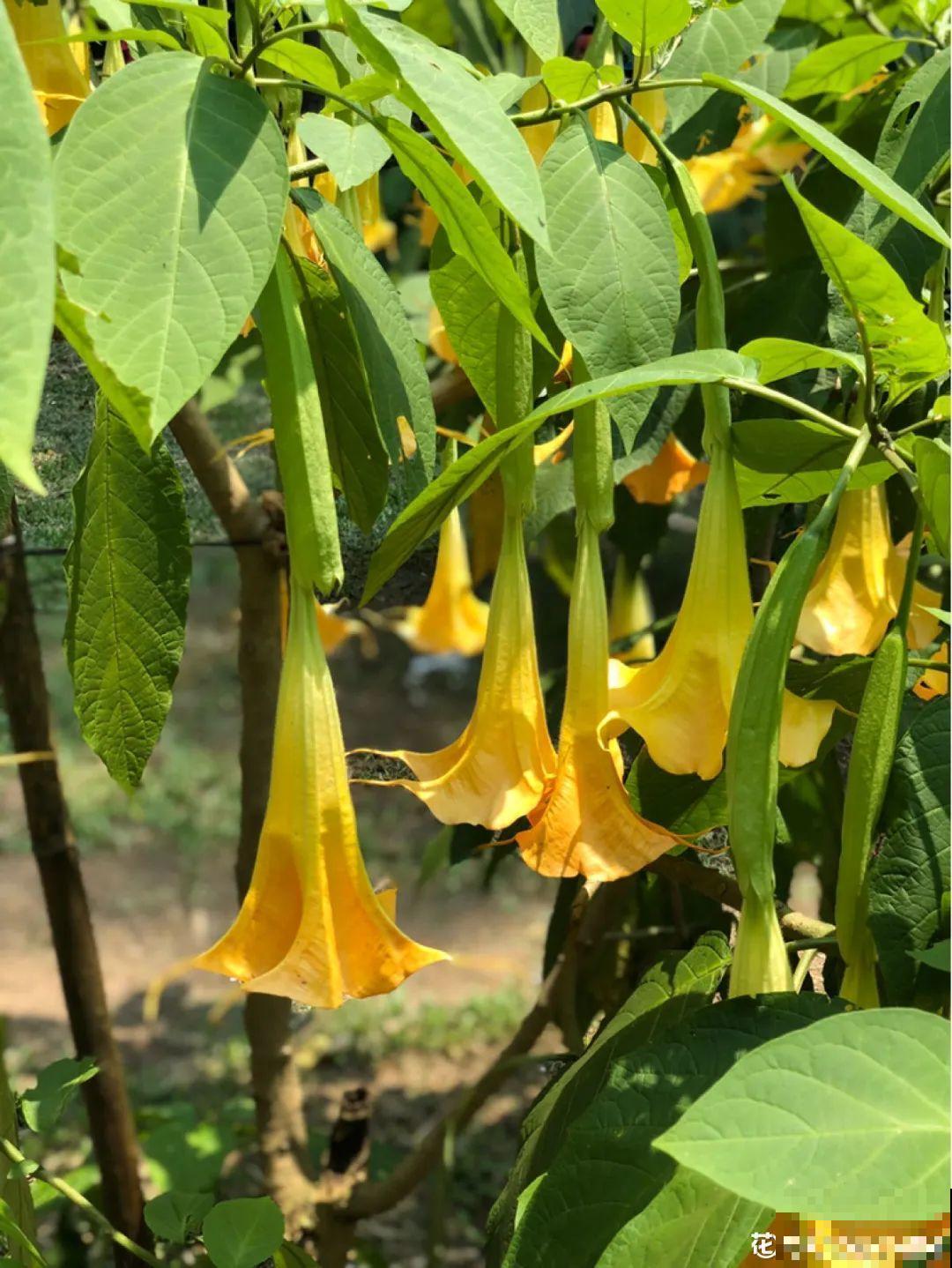 卧室养花要警惕，选不对，让你整夜睡不着！