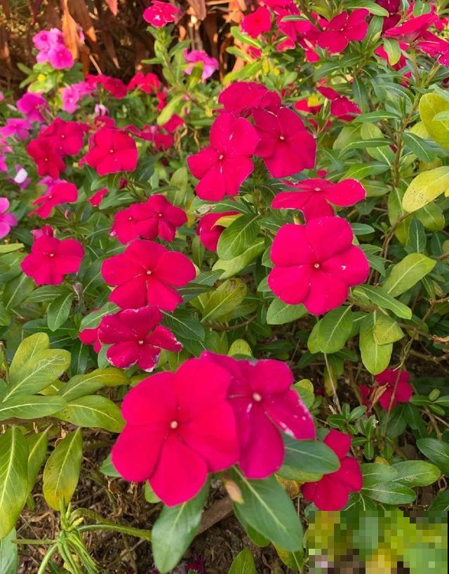 花开完别剪,再等15天,能收上千粒种子! 花开完别剪,再等15天,能收上千粒种子!