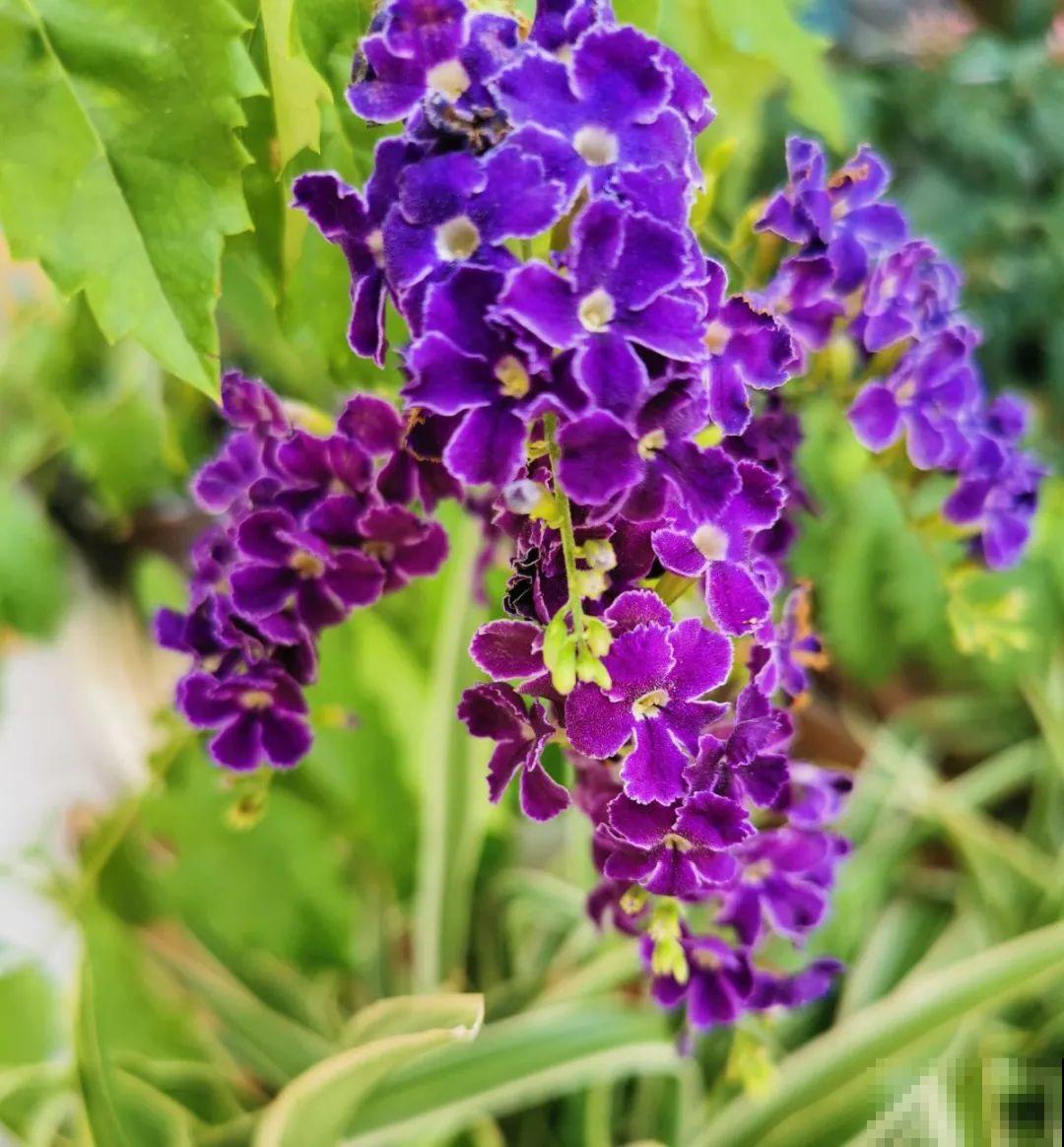 9月生日花，又美又香，寓意极好！